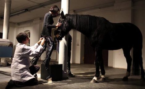Living systems and networks: the Golden Nicas of Ars Electronica 2011
